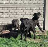 Cane Corso ZKwP/FCI oddział Wrocław