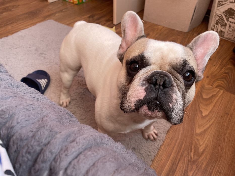 Buldog francuski
