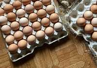 Кобб 500, Ломан, леггорн импорт и Украина инкубационное яйцо