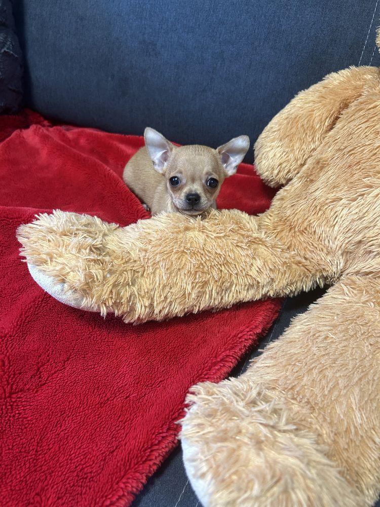Suczka Chihuahua z rofowodem