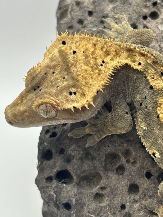 Samice i samce Gekona orzęsionego ( Correlophus  ciliatus )