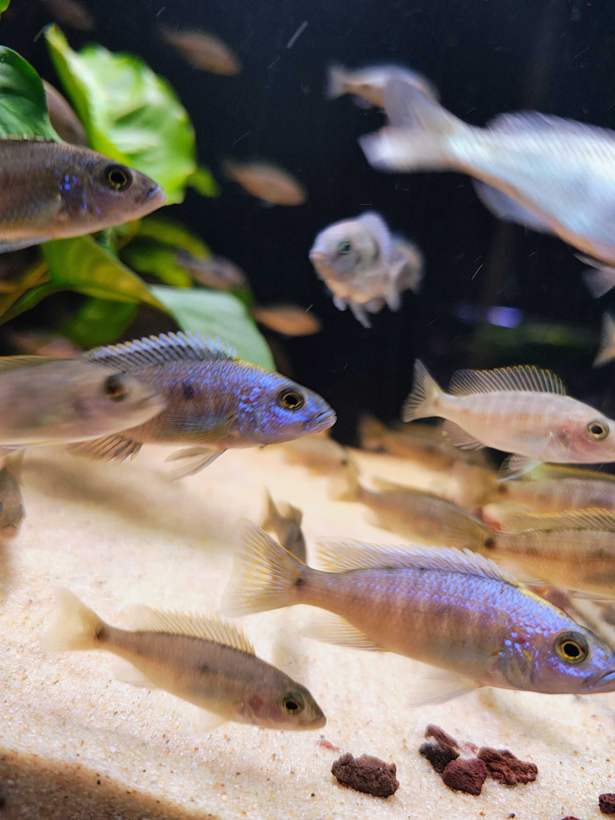Sciaenochromis Fryeri Pyszczak lazurowy