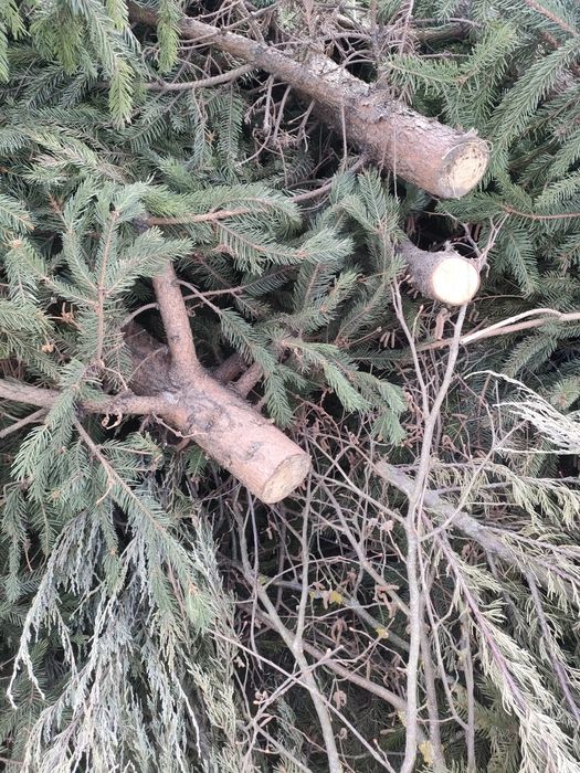 Oddam za darmo gałęzie drewno na opał
