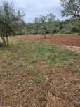 Aluguer de Terreno 760m2 Castelo Branco