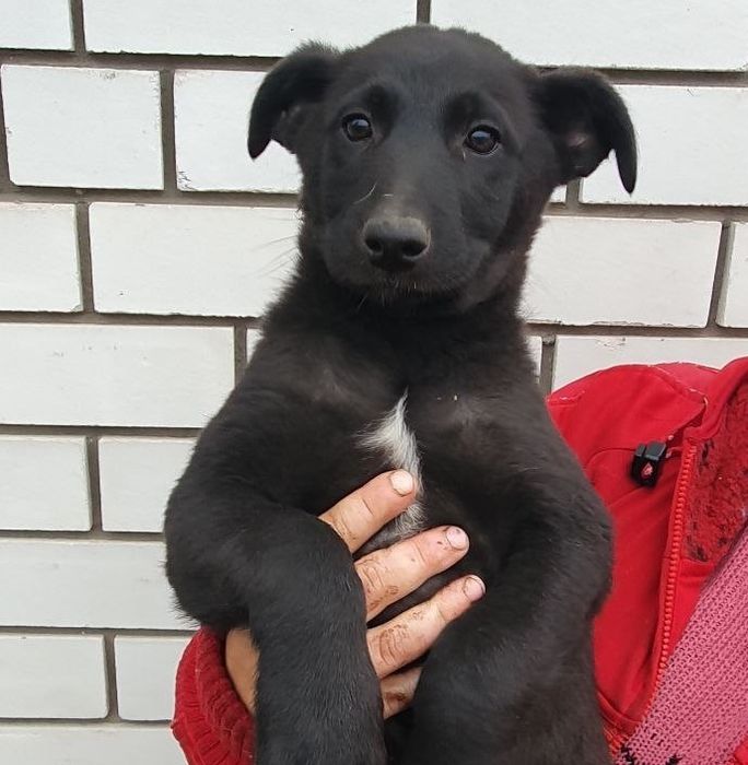 Хлопчики 4 міс. шукають дім