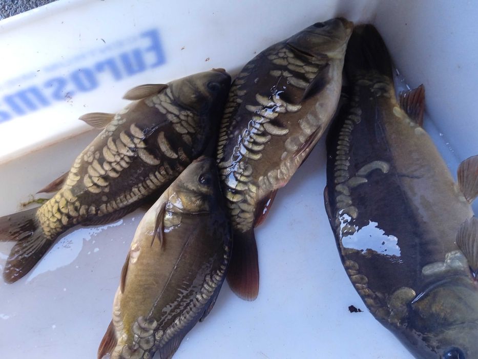 KARP KROCZEK          .