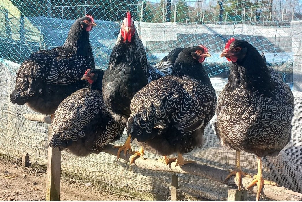 Jaja lęgowe Czubatki staropolskiej Barnavelder Australorp oraz Białocz