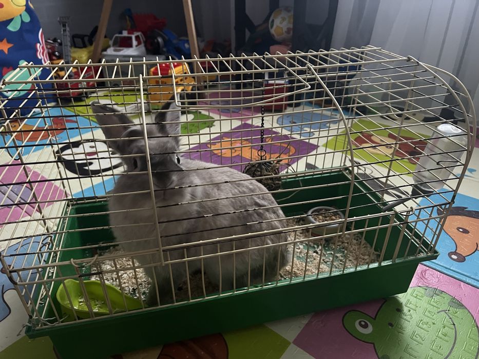 Кролик декоратвный , очень красивый окрас