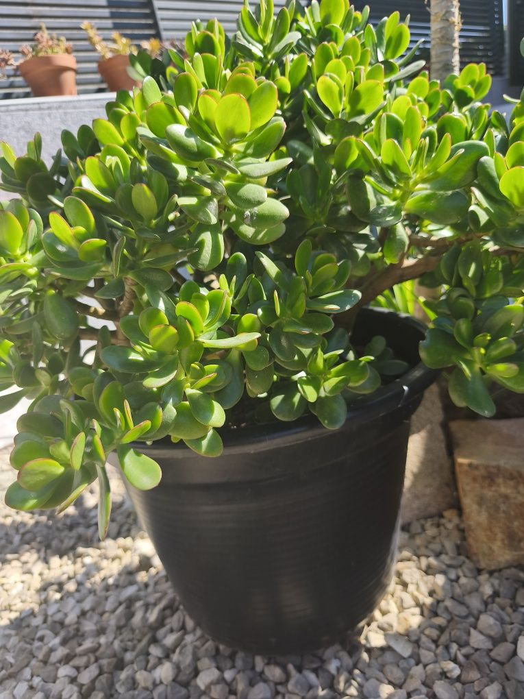 Vaso enorme de planta Jade (fortuna/amizade)