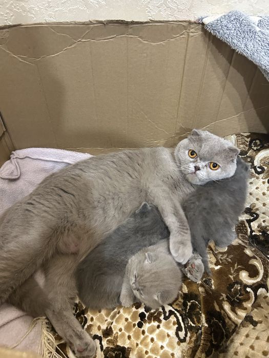 Британські кошенята