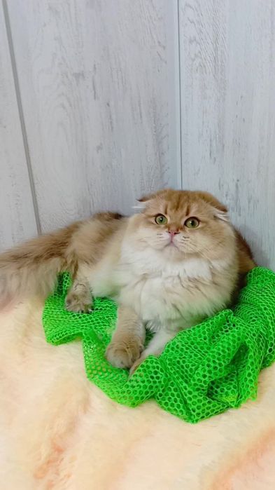 Ніжна дівчинка золота шиншила шотландська висловуха Хайленд