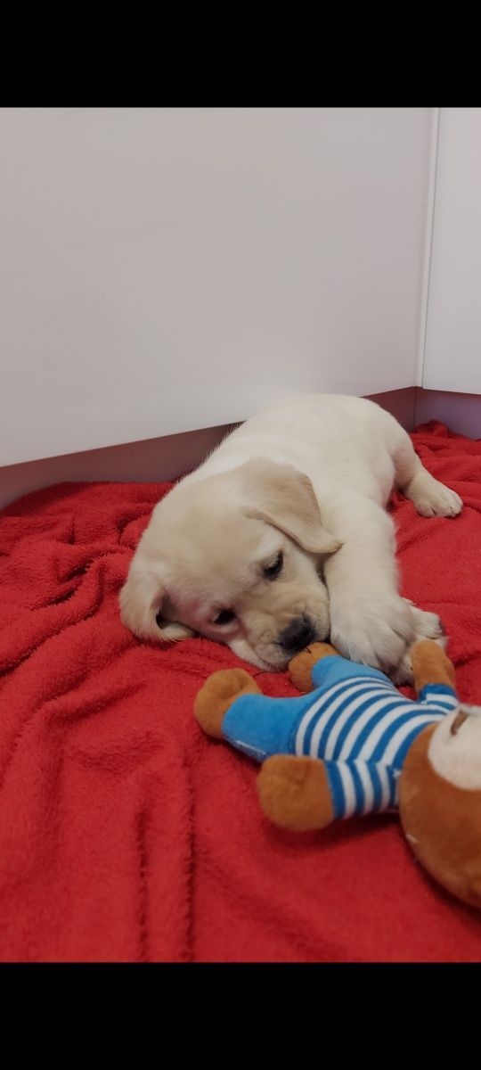 Labrador Retriever - Gotowe do odbioru