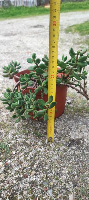 Planta suculenta