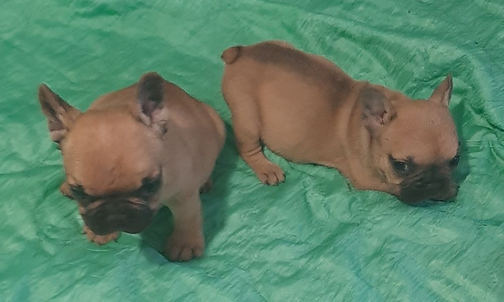 Цуценята  французского  бульдога