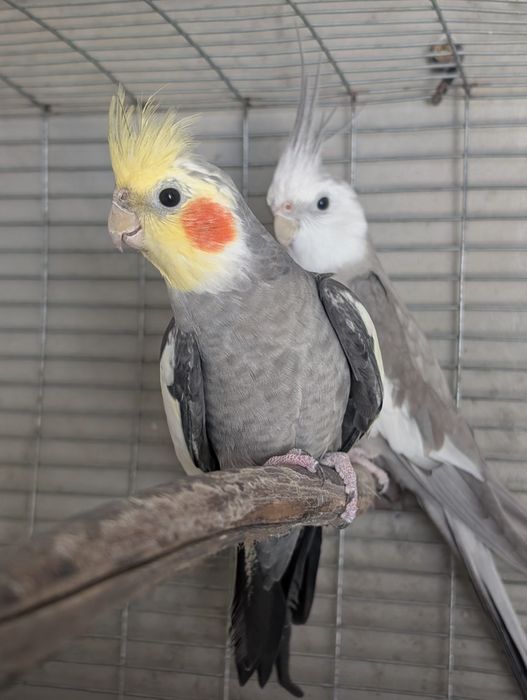 Pyrrhuras Molie, Ring Necks, Caturras, Roselas Penantes e Agapórnis