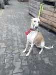 Chart Angielsk Whippet  piesek