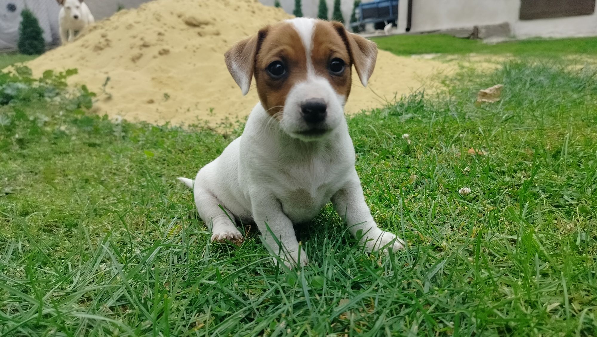 Szczeniak Jack Russell Terrier
