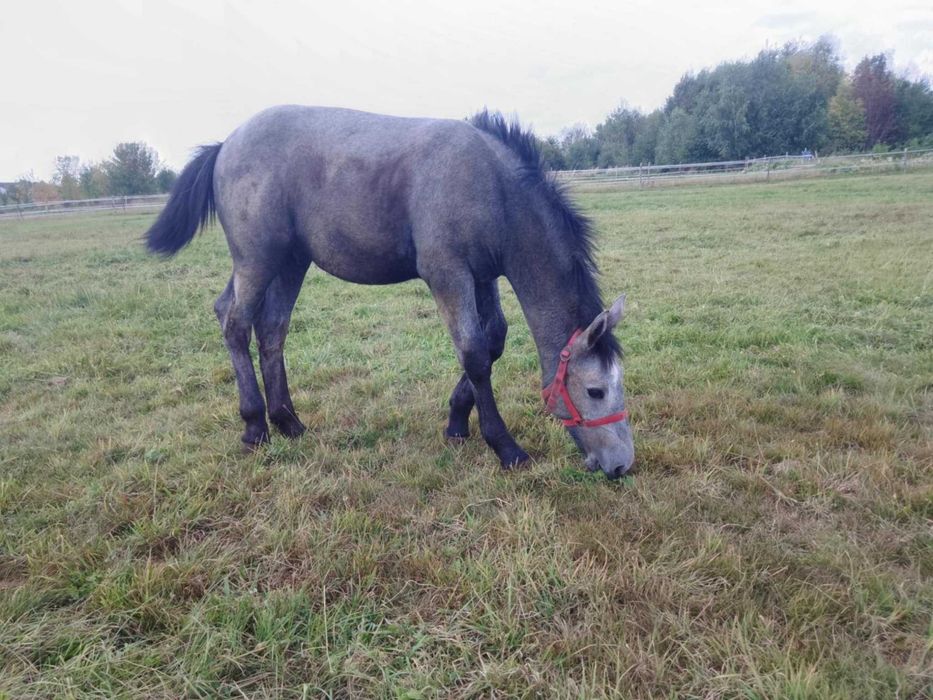 sprzedam ogiera, klacz księga główna, odsadki