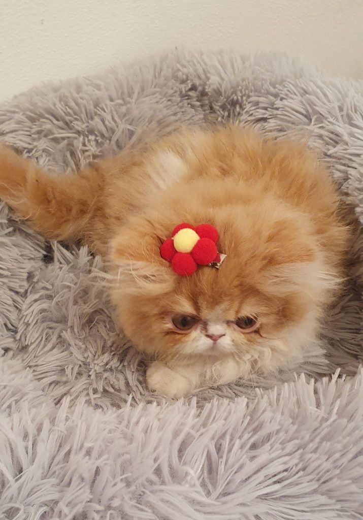 Gatinha Bebes persa