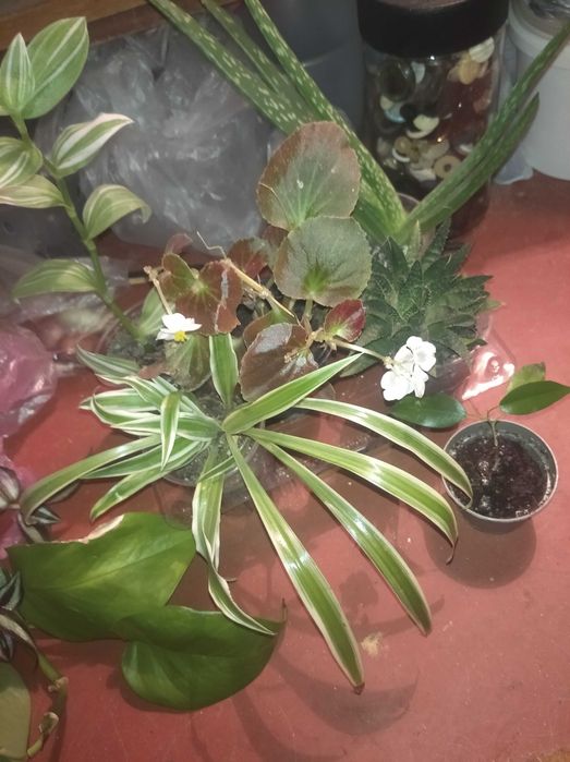 Глоксиния , фикус , колеус , каланхое и комнатные цветы