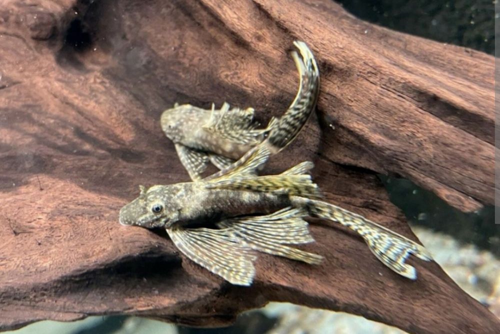 Ancistrus long fin troca
