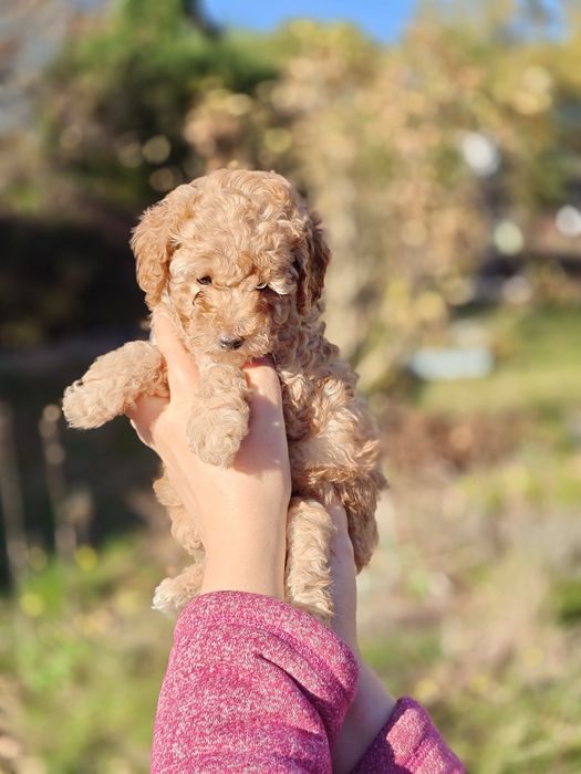 Suczka pudel średni - rodowód ZKwP