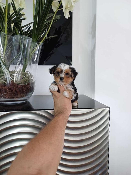 Yorkshire Terrier  Miniatura MACHO TRICOLOR