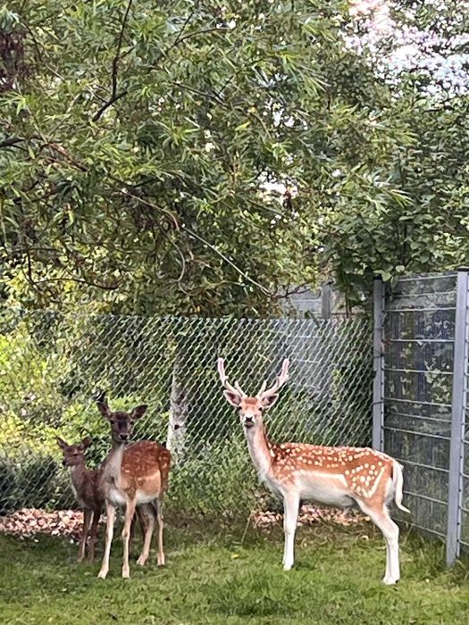 Daniele: zacielona łania, tegoroczny byczek