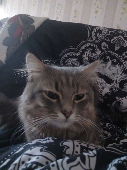 Отдам кота в добрые руки