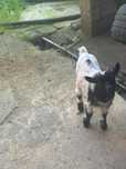 Vendo cabras anãs