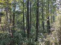 Sprzedam grunty rolne, pow. 3,42ha, w tym las, pow. 2,69ha, łąka, 0,73