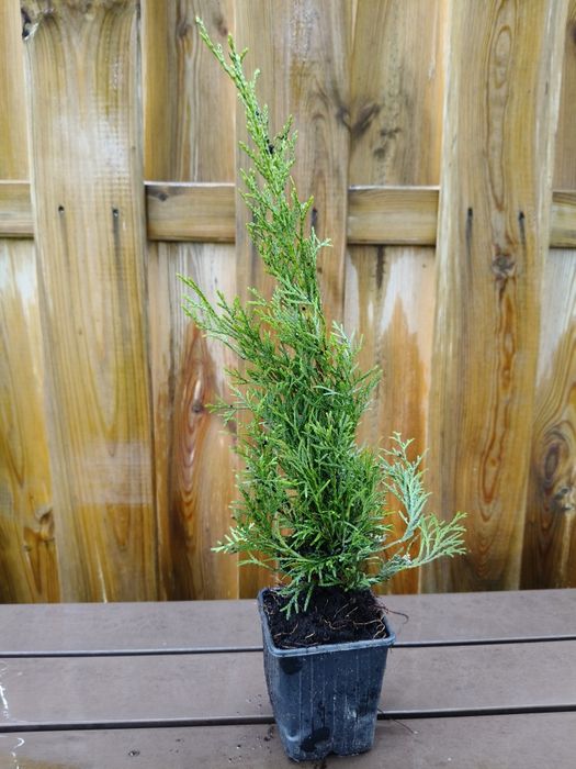 Tuje szmaragd sadzonki 30-50 cm mogę dostarczyć