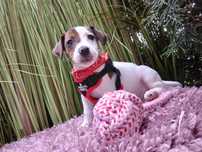 Jack Russell Terrier ./