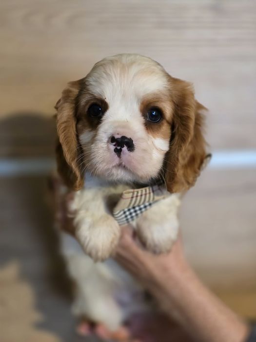 Cavalier King Charles Spaniel piesek blenheim szczeniak
