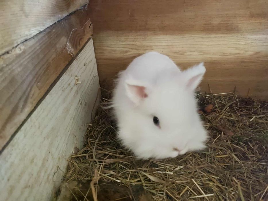 Króliczki miniaturki samiczki