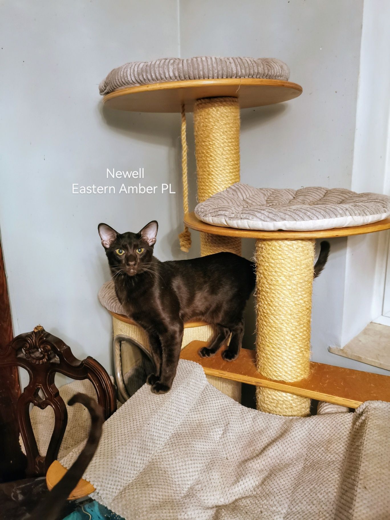 Peterbald orientalny kocurek gotowy do zmiany domku