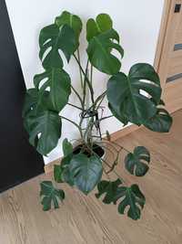 Sprzedam Kwiat monstera