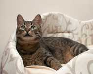 Кот Потап очень хочет домой