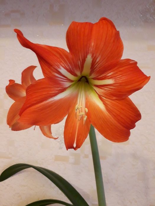 Гиппеаструм. Комнатные растения.