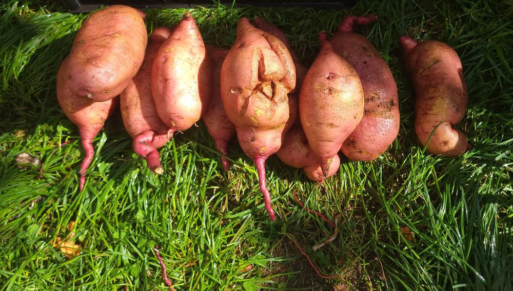 Клубні батату врожаю 2025 р.