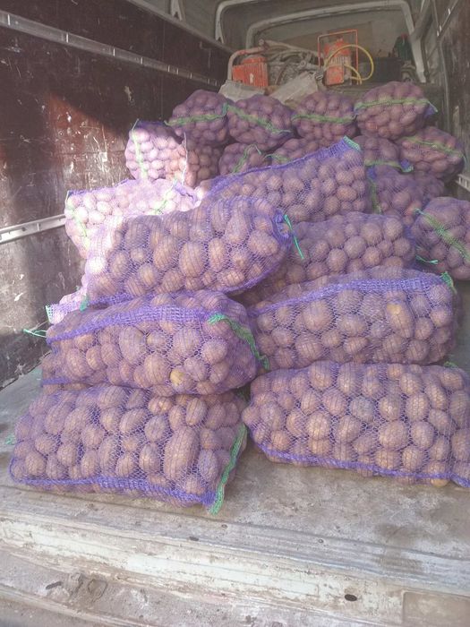 Картопля біла роса розова белла роса картопля велика відбірна