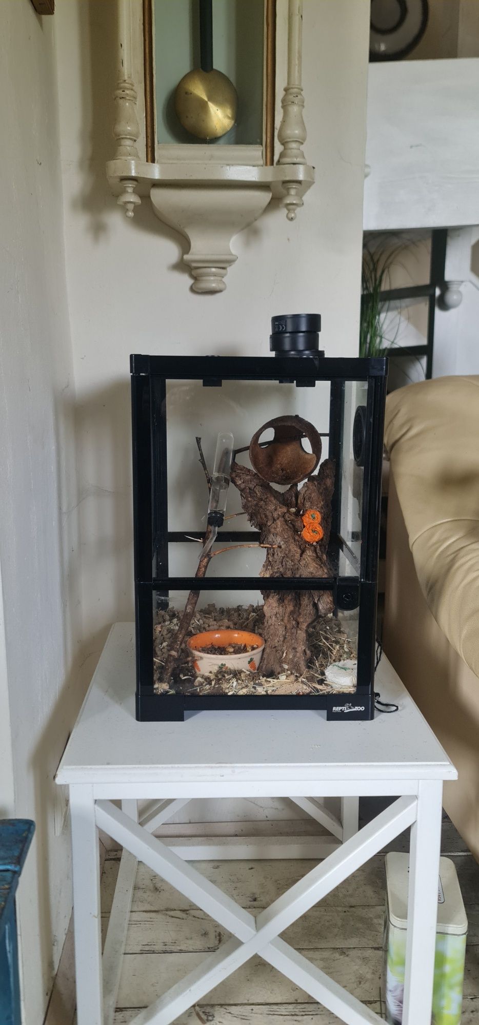 Popielice afrykańskie parka samiec i samiczka + terrarium Repti Zoo R