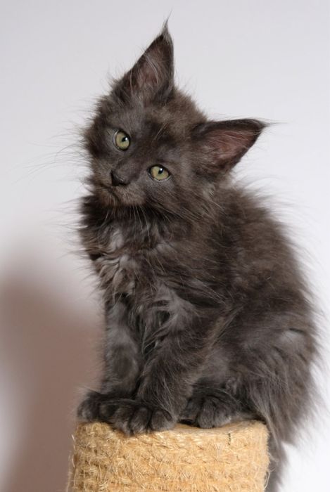 Maine coon kocur niebieski dymny fpl