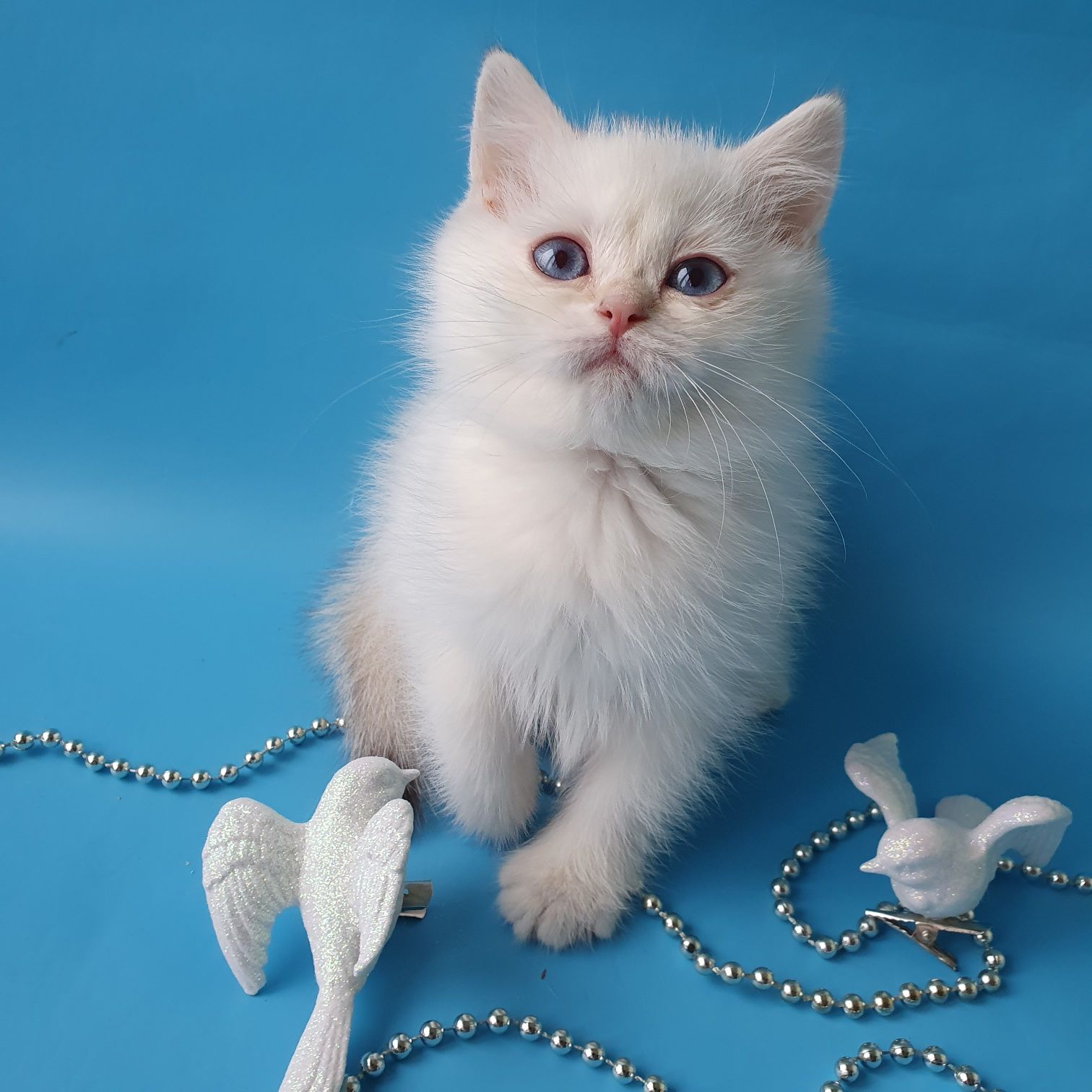 Котик-янголятко, чудовий красень з блакитними очима. Розплідник Київ