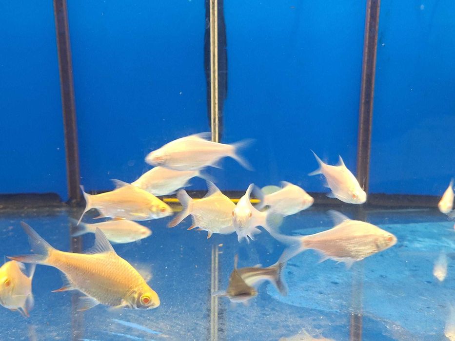 Barbo tinfoil platinum \ Barbus schwanenfeldi 4-5cm