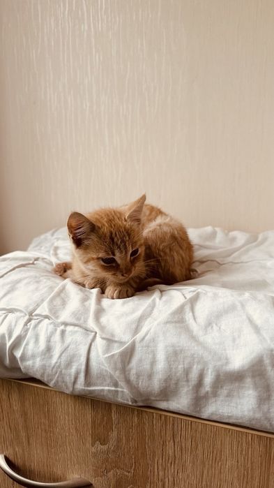 Віддам в добрі руки кошеня