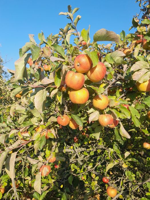 Jabłka eko różne odmiany wysyłka
