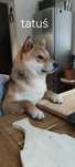 Shiba Inu szczenię z ZKWP FCI lubelskie