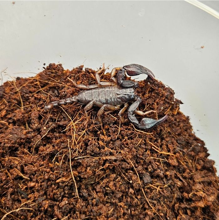 Euscorpius italicus Skorpion