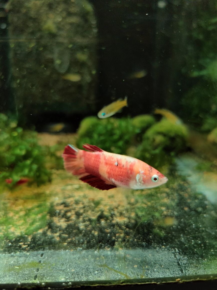Bojownik koi  od Neon Zoo